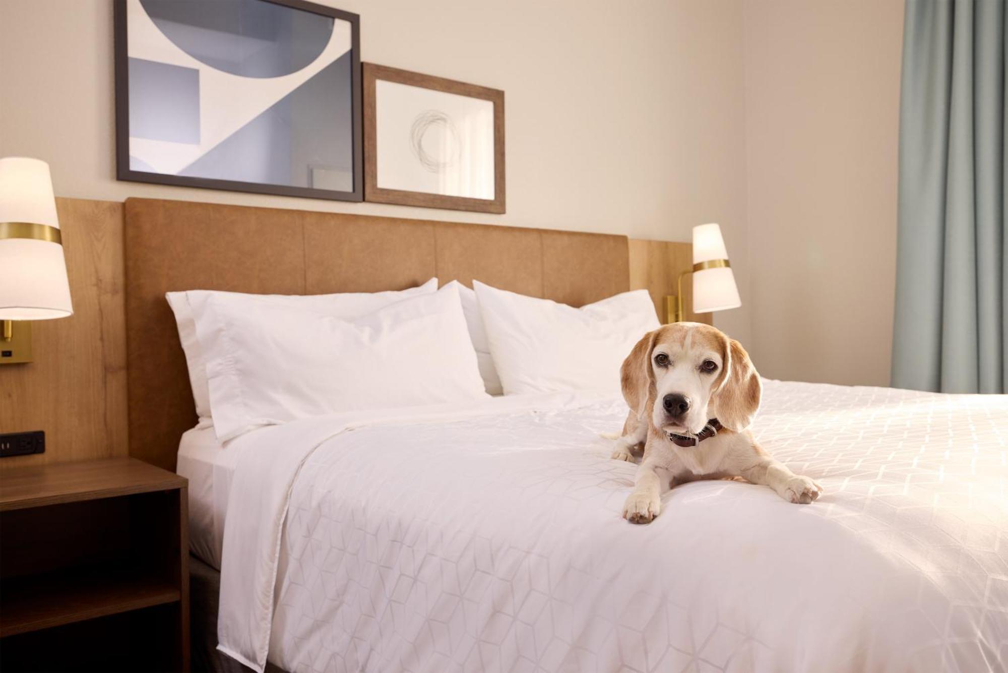 Staybridge Suites Tucson Airport By Ihg Εξωτερικό φωτογραφία